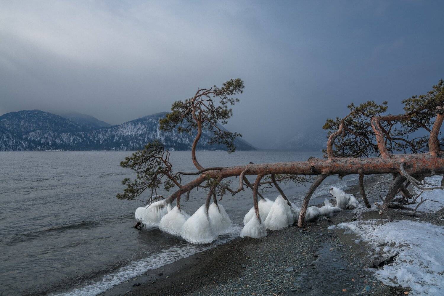 россия, горный алтай, телецкое озеро, поклонная сосна, зима, Андрей Поляков