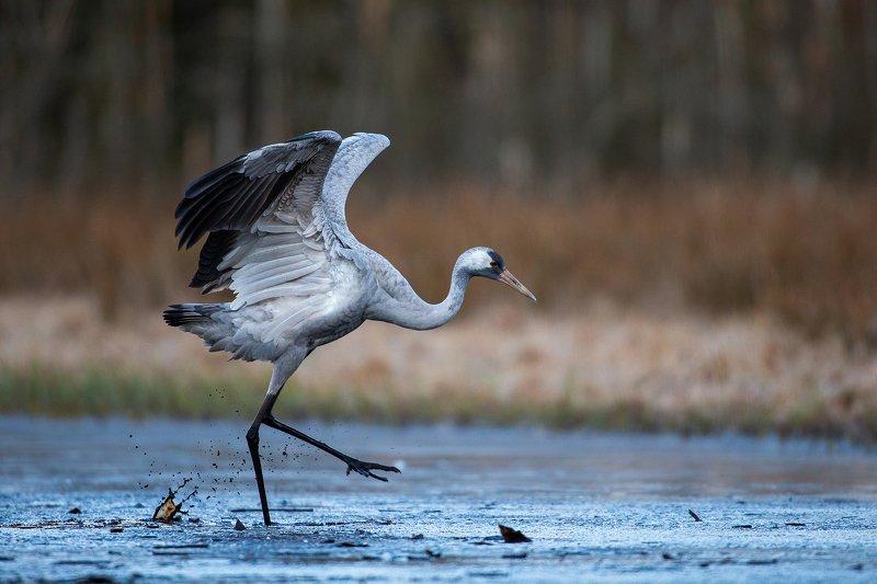 Morning walk фото превью