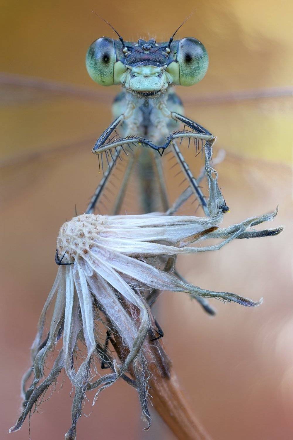 , Кузнецов Дмитрий