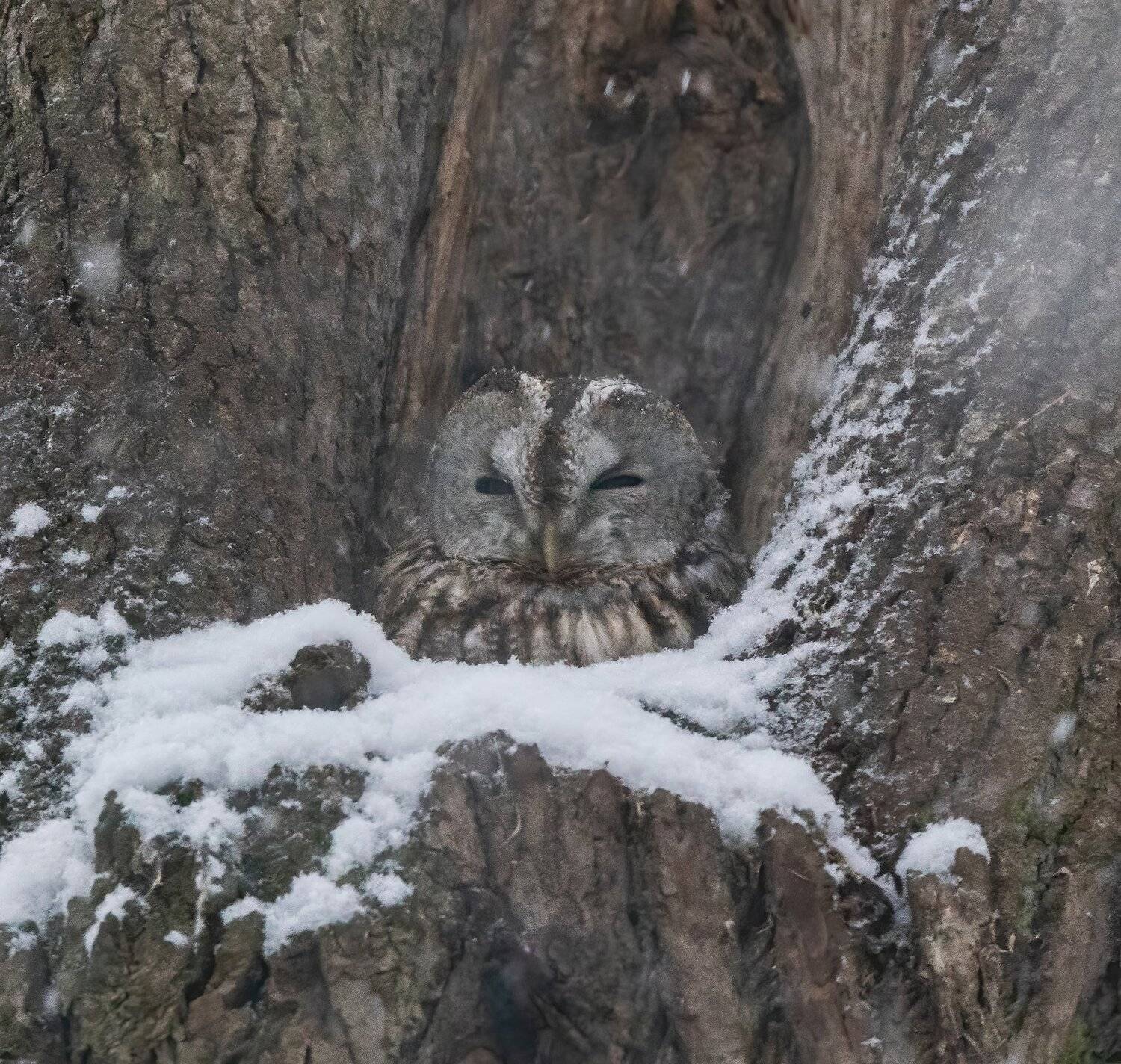 , Константин Дэм