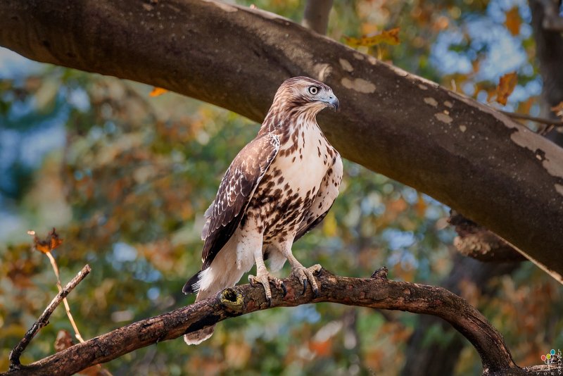 Red-shouldered Hawk фото превью