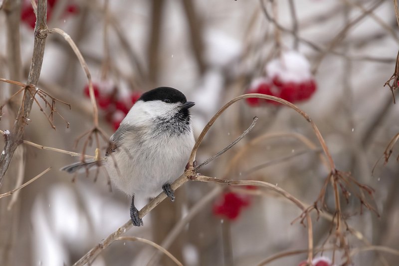 Буроголовая гаичка, пухляк фото превью
