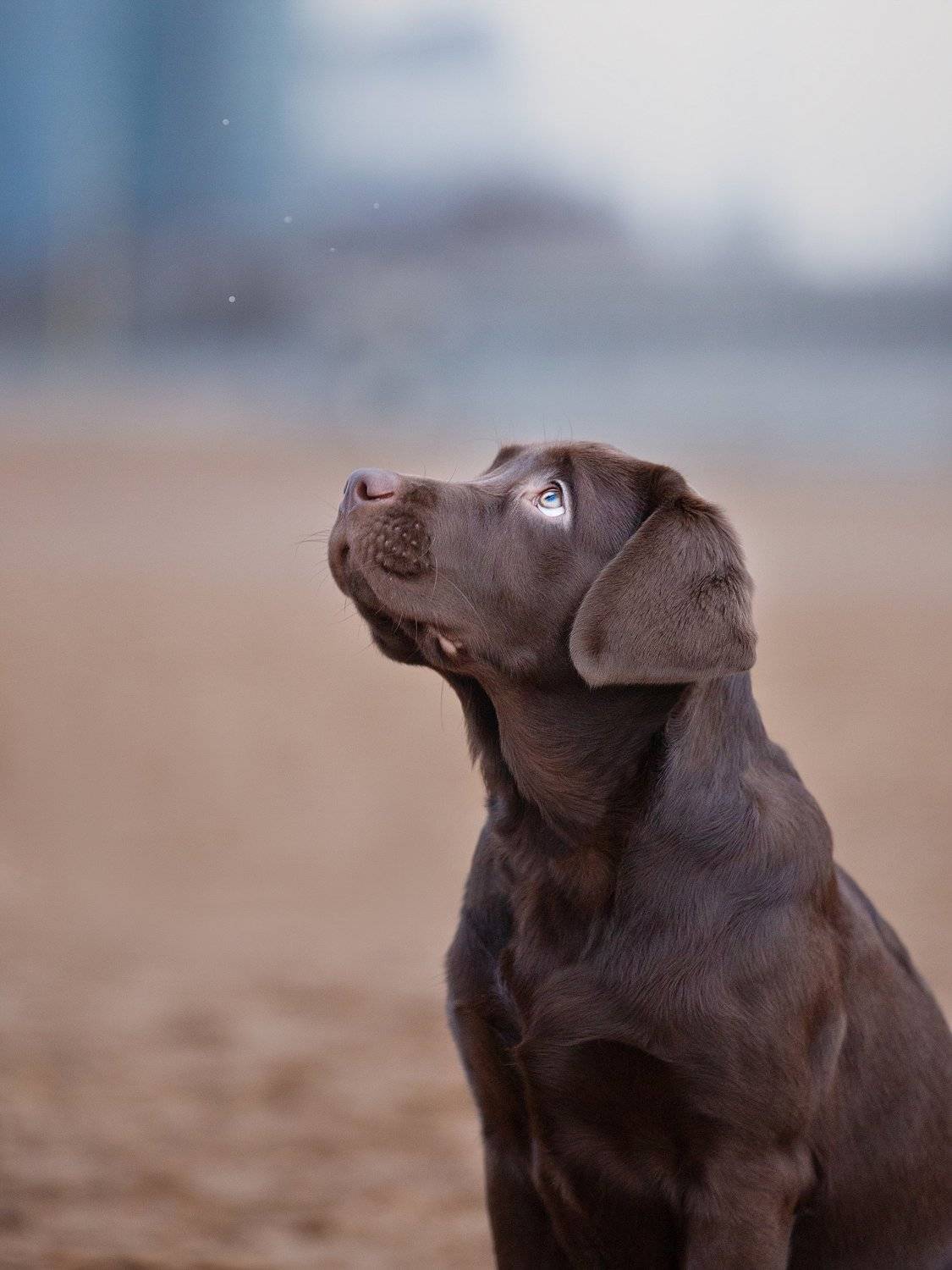животные, ретривер, щенок, зима скоро, мечтатель, чувство, легкая грусть, Anna Oris