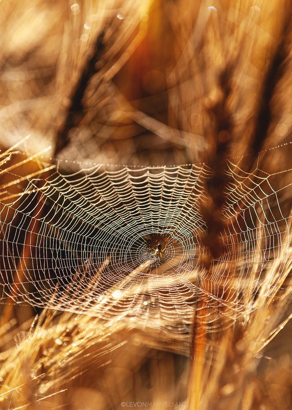 Паук, Паутина, Лето, Поле, Желтый, Орха Ловушка фото превью