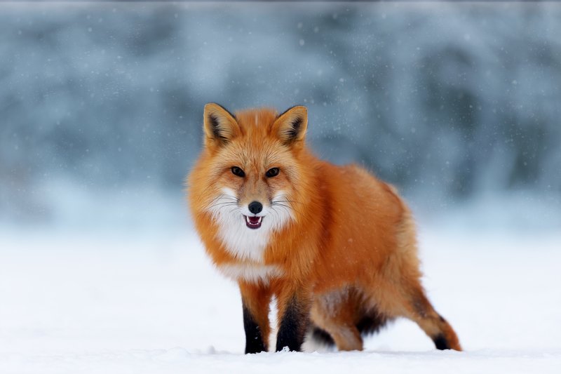Рыжий красавец фото превью