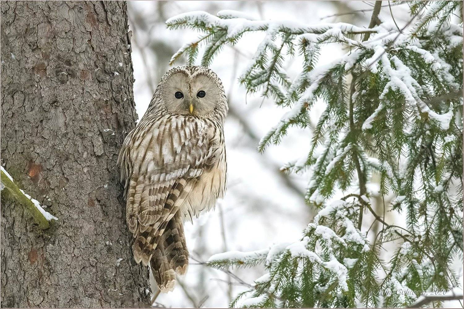 птицы, природа, сова, неясыть длиннохвостая, strix uralensis , ural owl, зима, декабрь, 2020, Анна Голубева