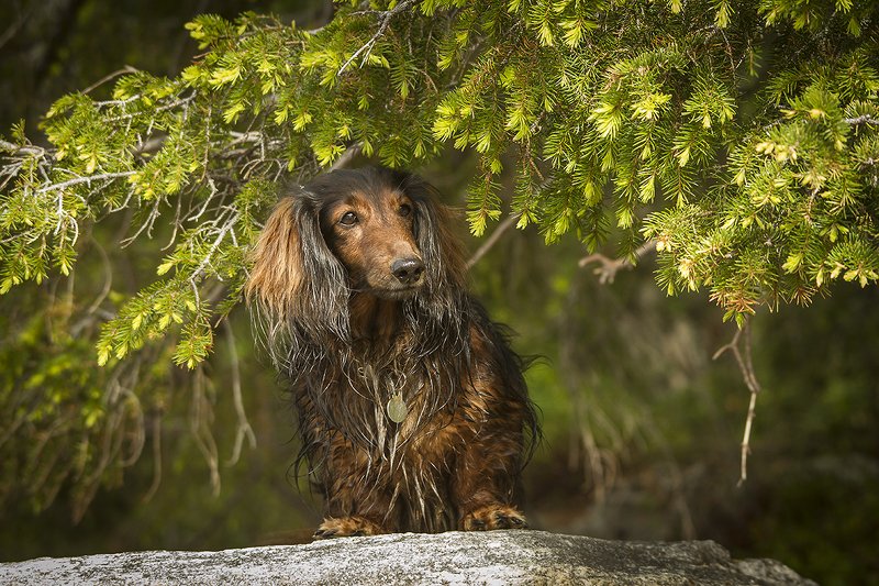 ... фото превью