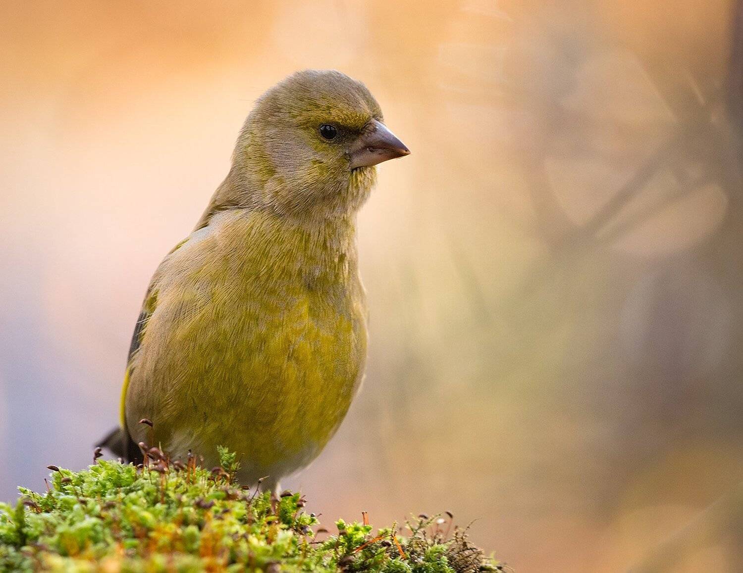 , Robert Adamec