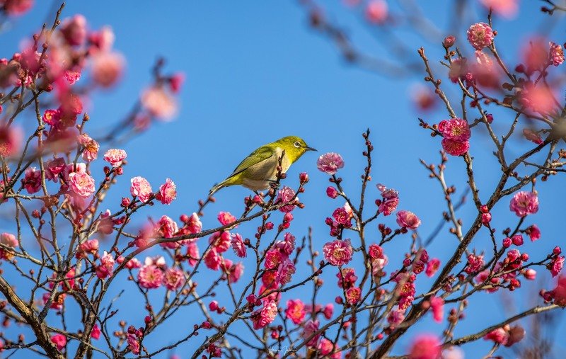 [ Plum Blossoms ] фото превью