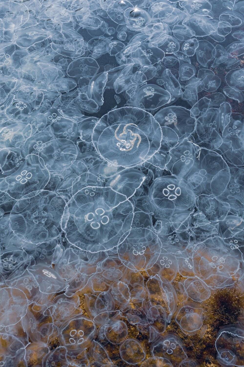 , Андрей Кривцов