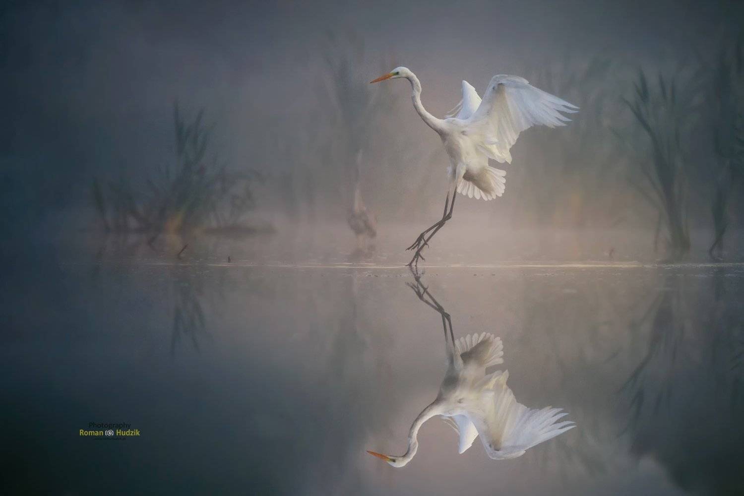 Great egret, nature, flight, reflection in water, Roman Hudzik
