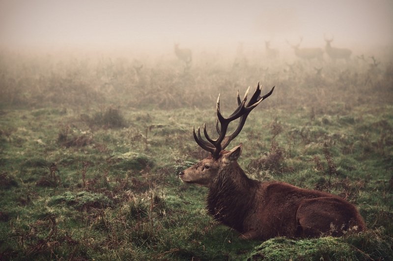 King of the Hill фото превью