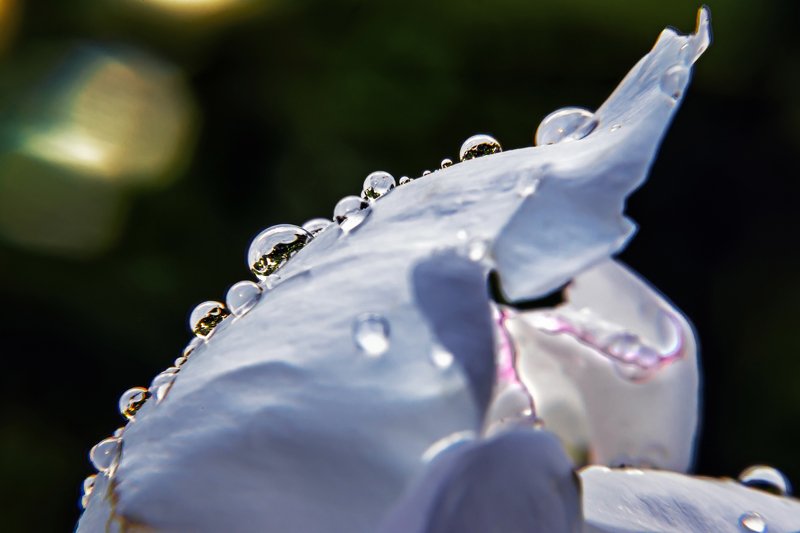 Капли росы фото превью