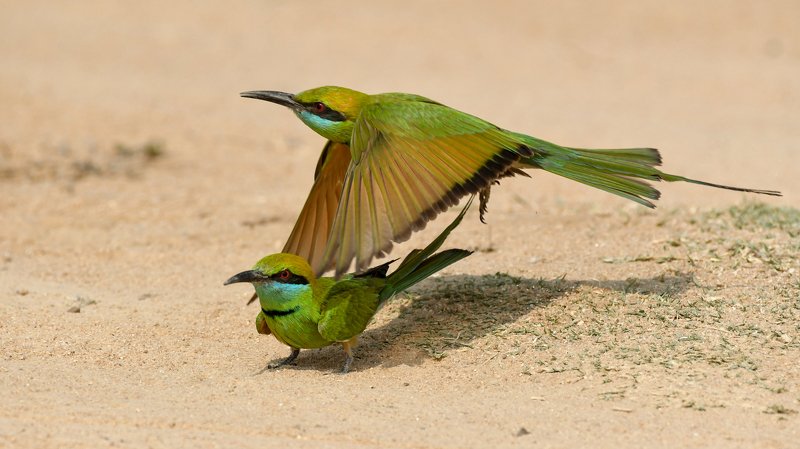 birds, wildlife, nature, green Fly by фото превью
