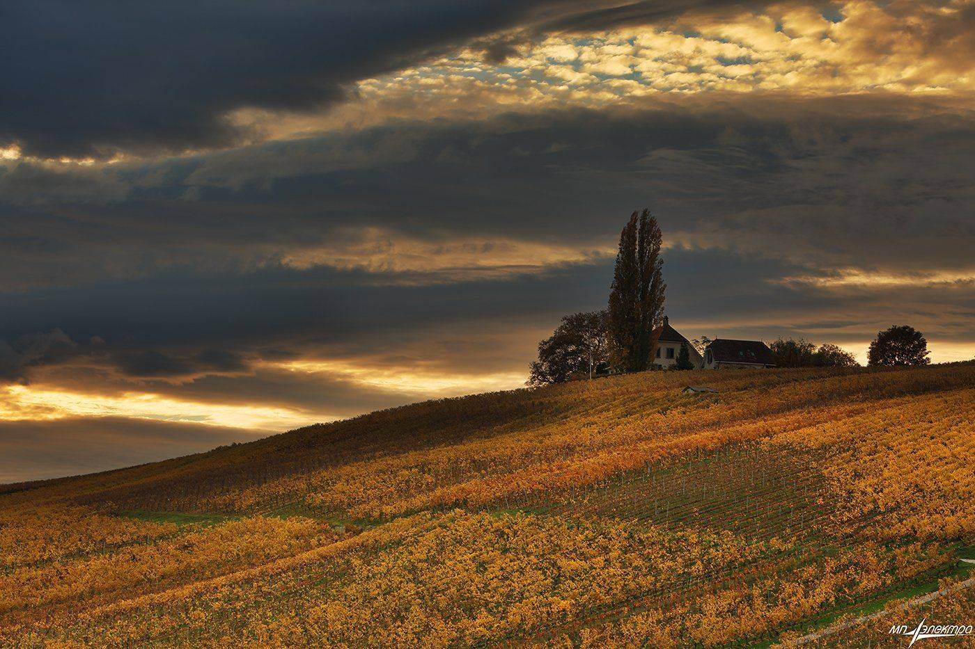 swiss, Матвеев Николай
