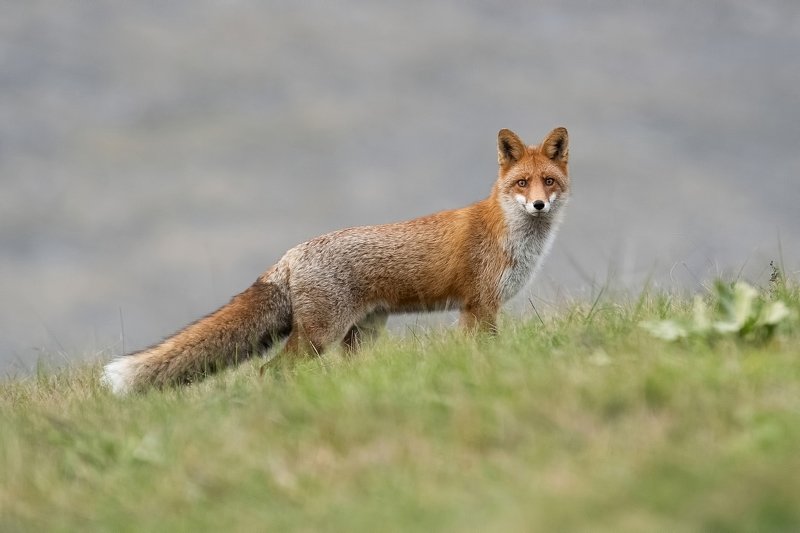Обыкновеный лис фото превью