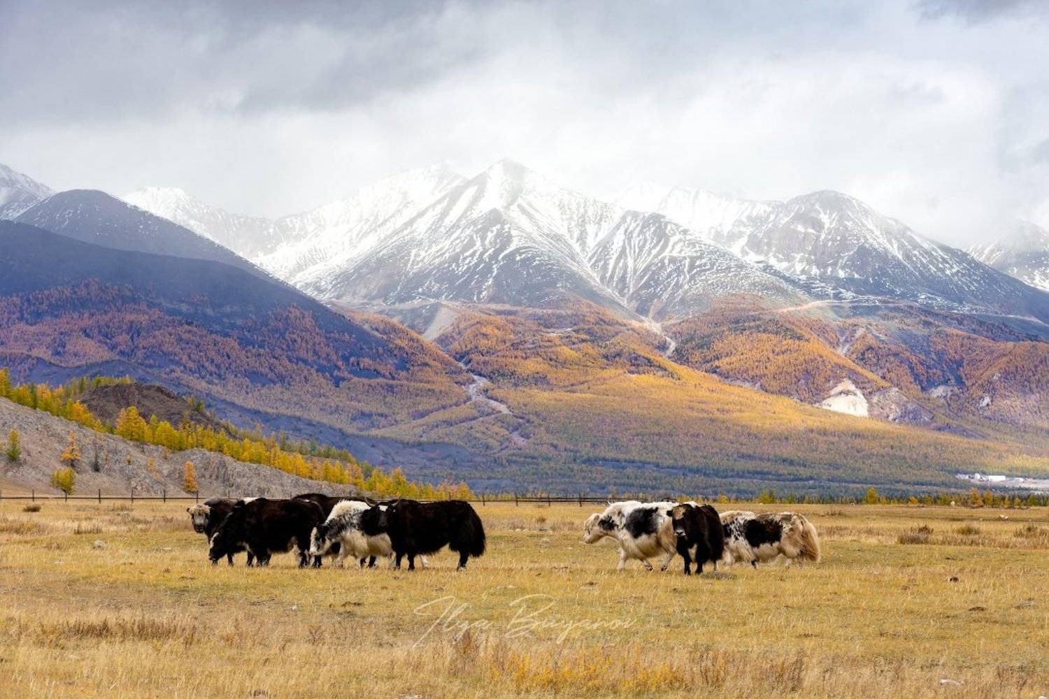 , Илья Буянов