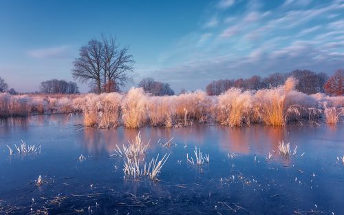 Winter colors of nature
