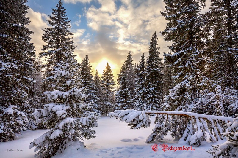 С Рождеством! фото превью