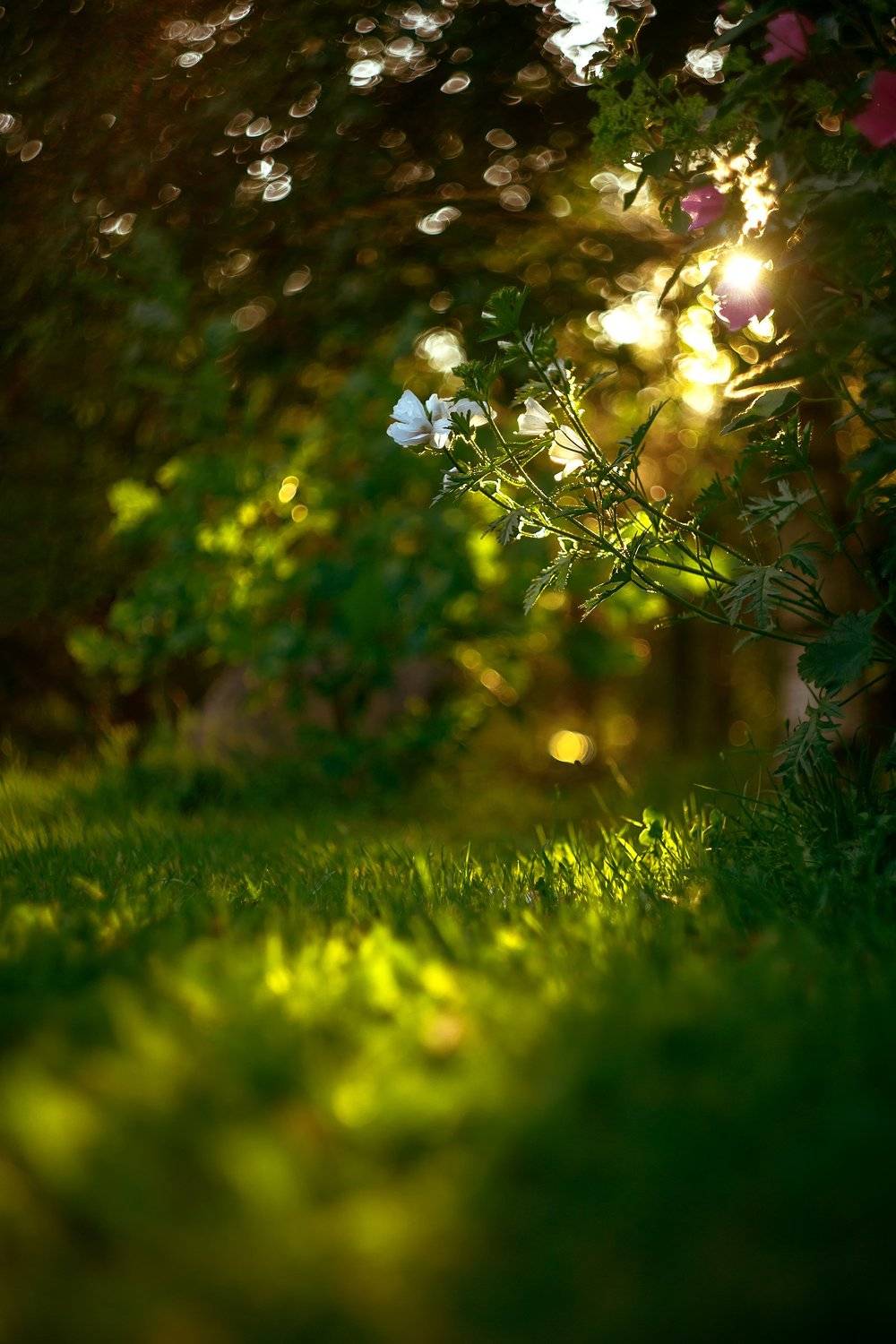 , Рут Андрей