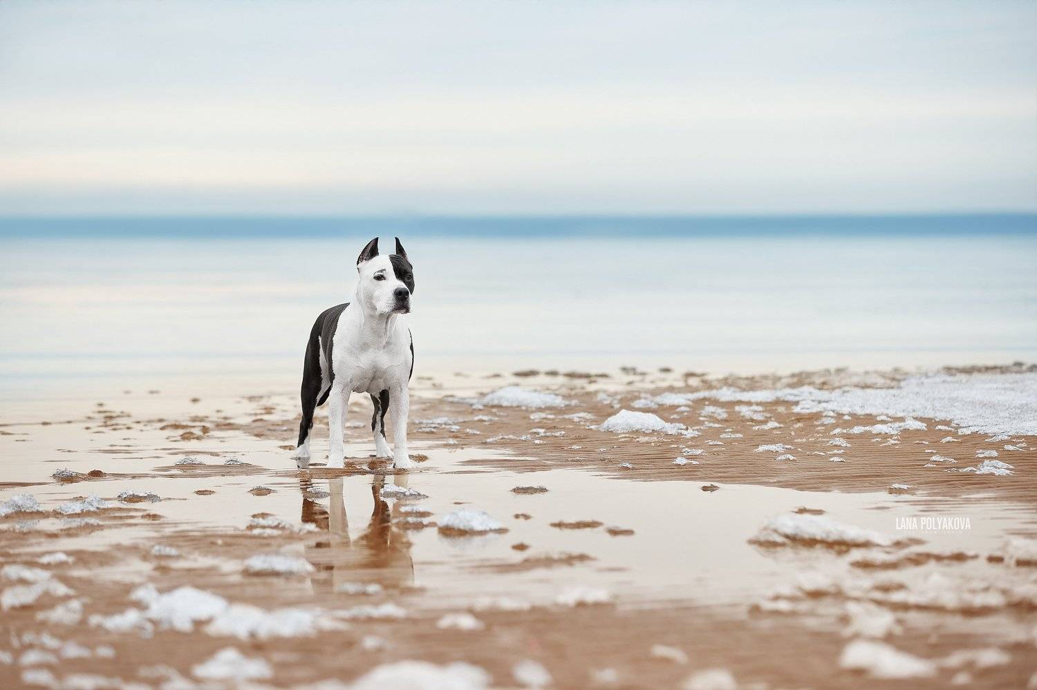 собака, зима, природа, залив, Лана Полякова