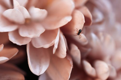 Красавица и чудовище