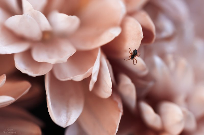 Красавица и чудовище фото превью