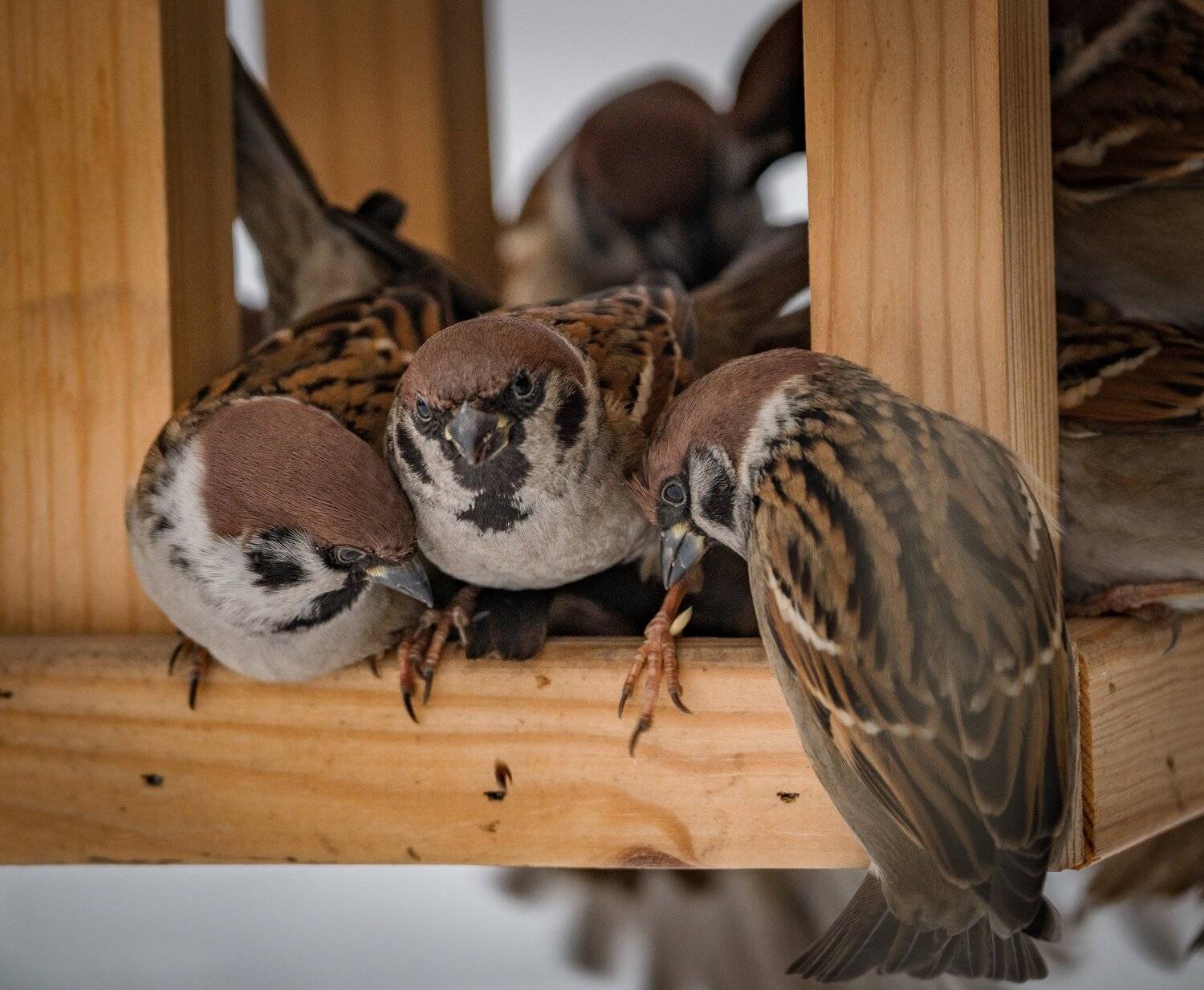 , Курлянцев Алексей