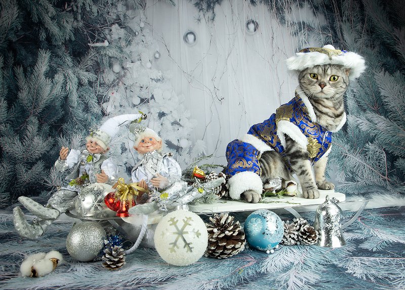 сat, кошка, животные, кошки,американский короткошерстный кот, american shorthair cat,  новый год, праздник Маркиз. Американский короткошерстный кот. фото превью