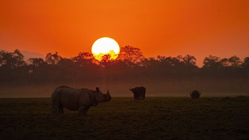 Rhino with Sunset