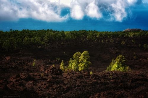 Канарские сосны