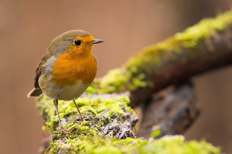 Robin фото превью
