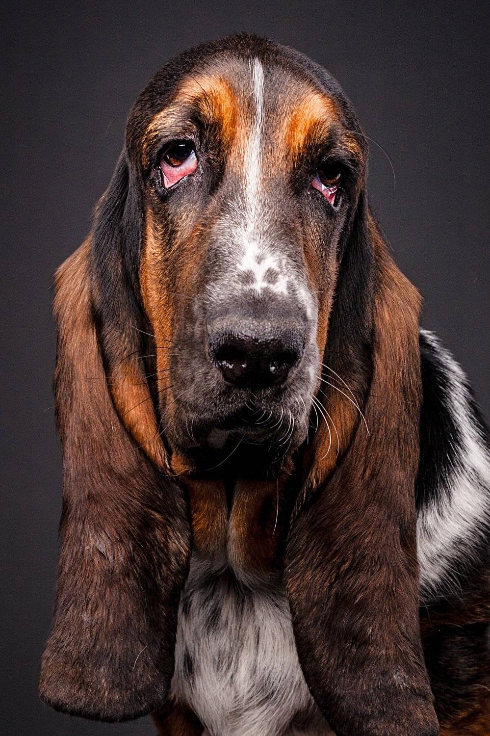 собака, студия, портрет, бассет, Евгений Дёгтев