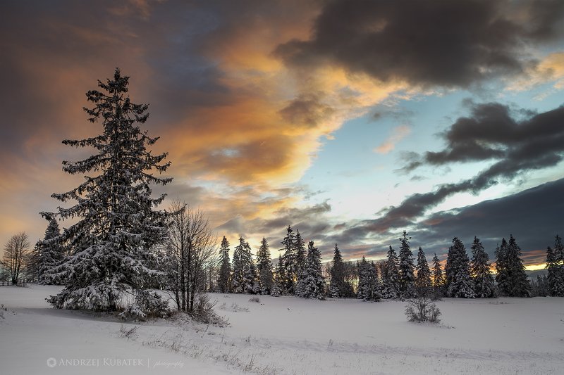 Tree guide фото превью