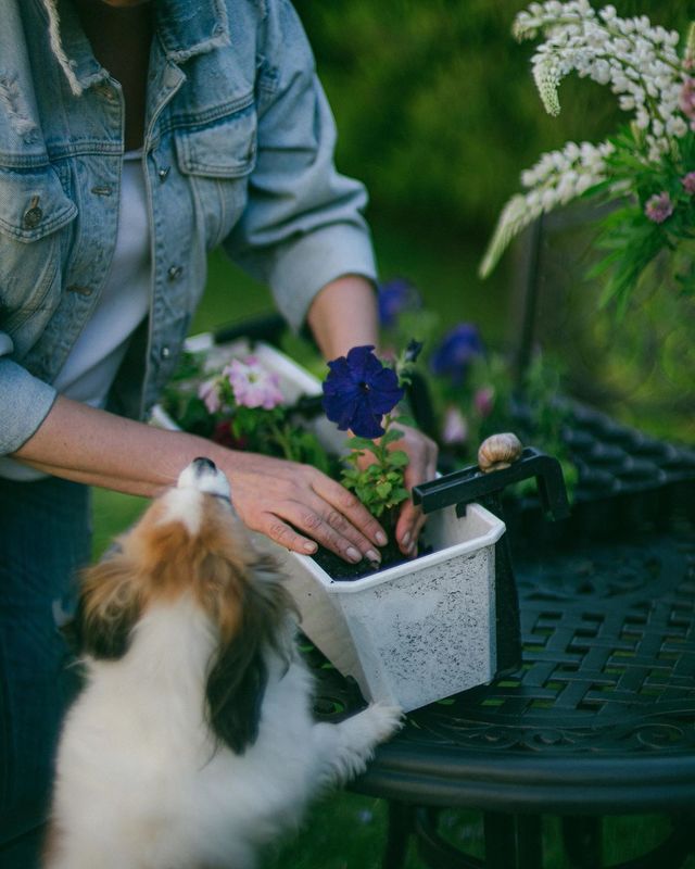 фото превью