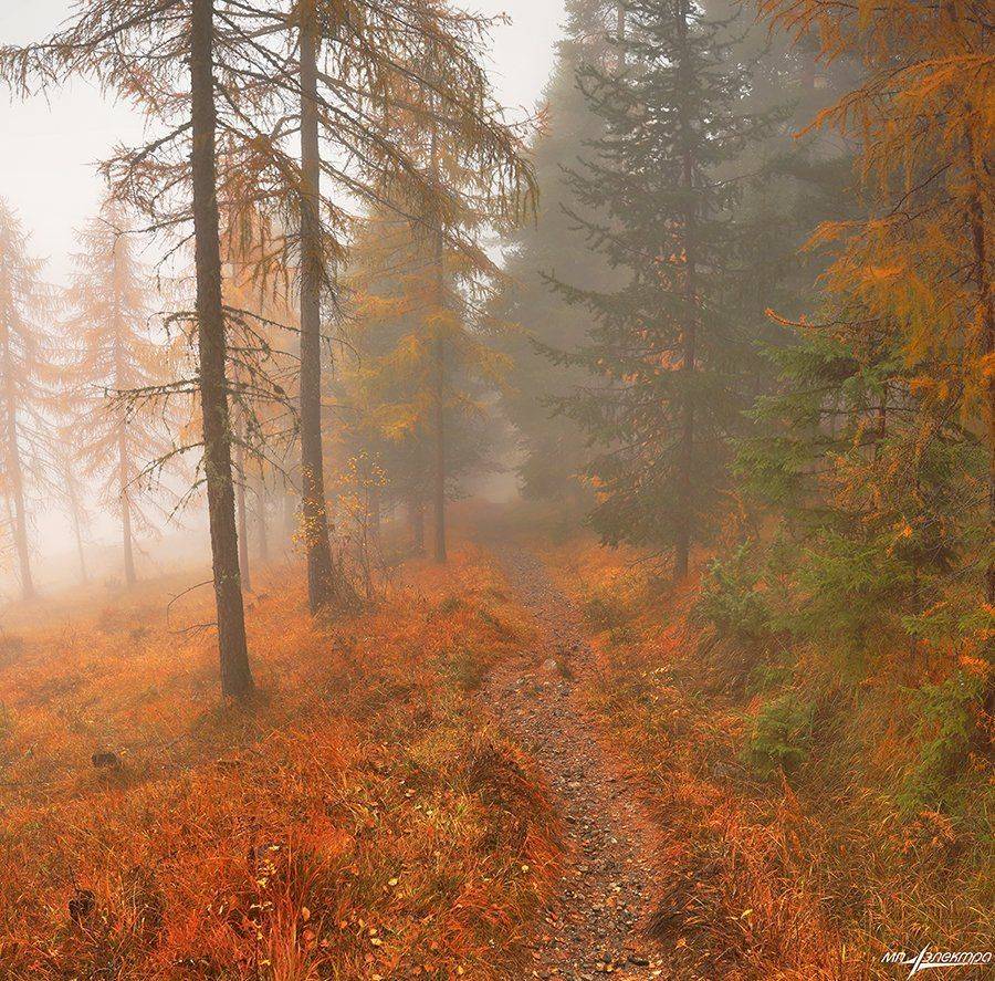 swiss, Матвеев Николай