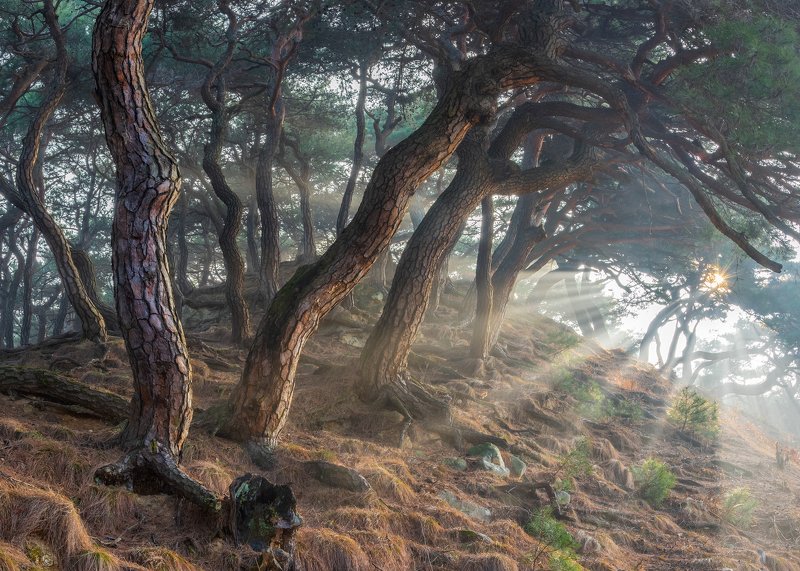 Sacred Pine Trees