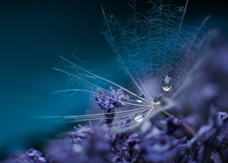 0oo0  фото превью