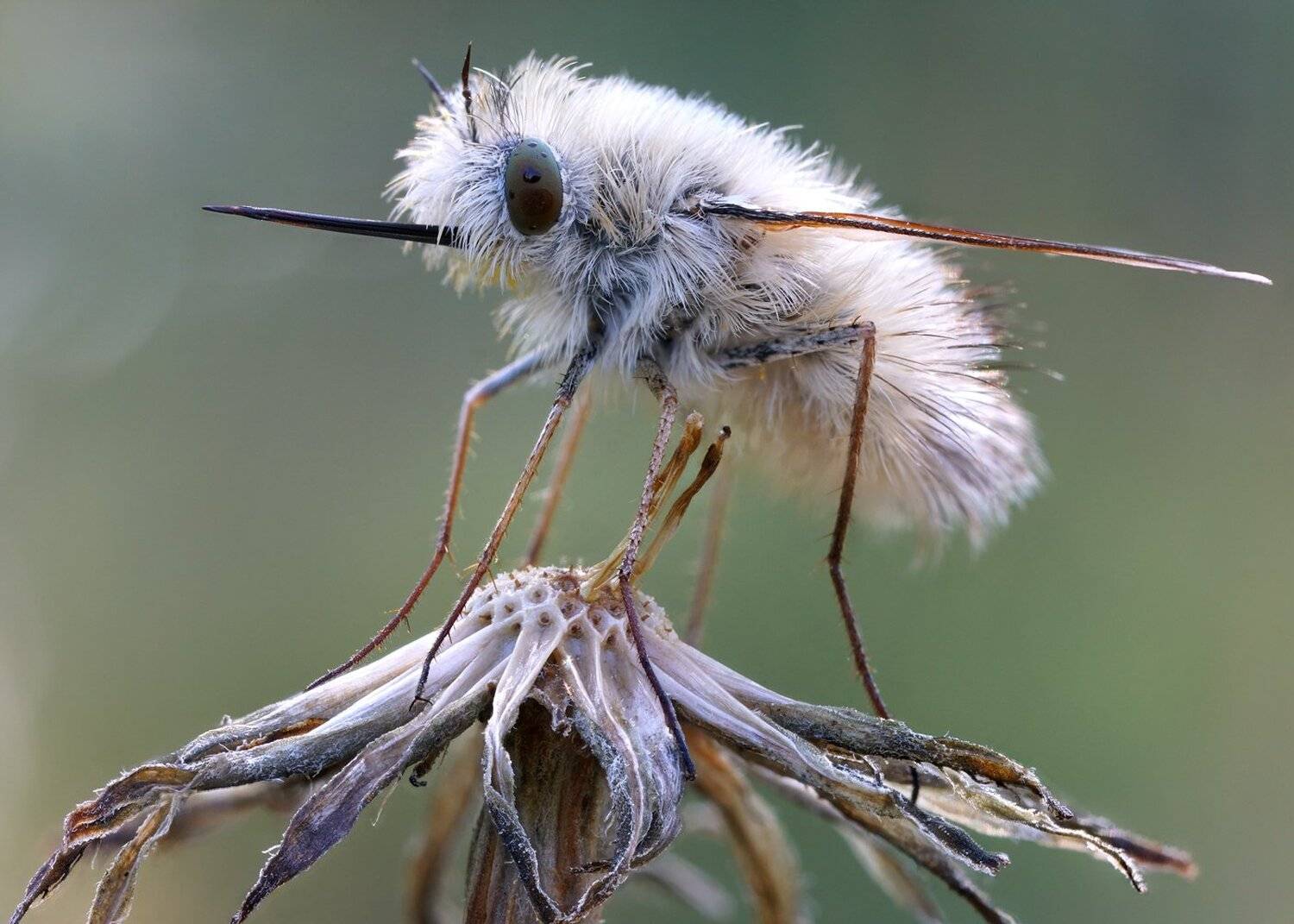 , Кузнецов Дмитрий