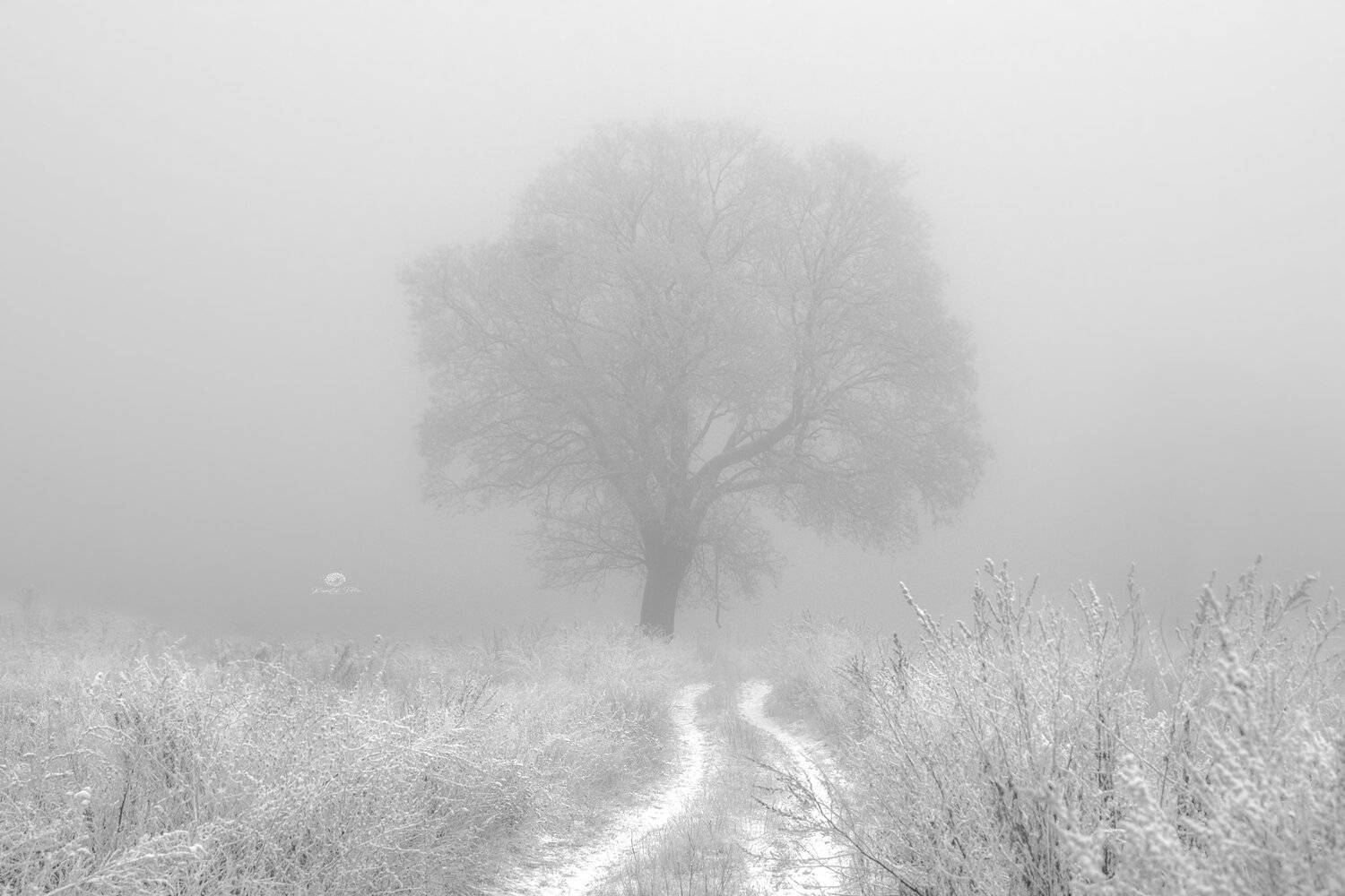 landscape, field, tree, aura, atmosphere, nature, winter, frost, rime, dirt road, light, silence, Krzysztof Tollas