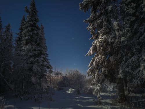 Орион в ночном лесу