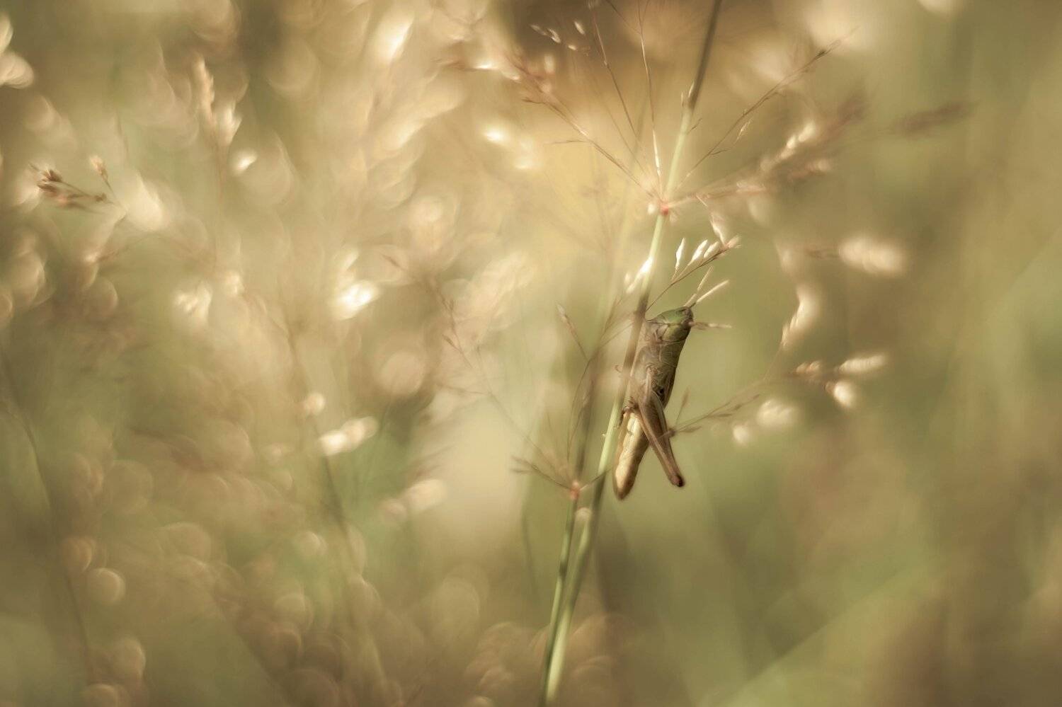 , Лапшина Владлена