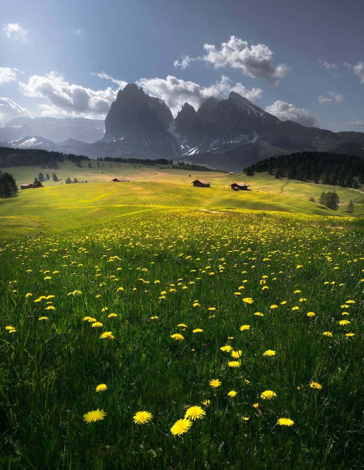 landscape, nature, scenery, travel, outdoor, mountain, peaks, flowers, wildflowers, dandelon, alpedisiusi, italy, dolomites, Александър Александров