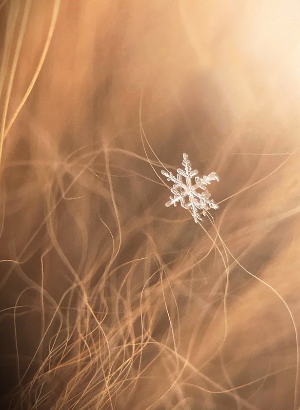 Рождественская красота фото превью