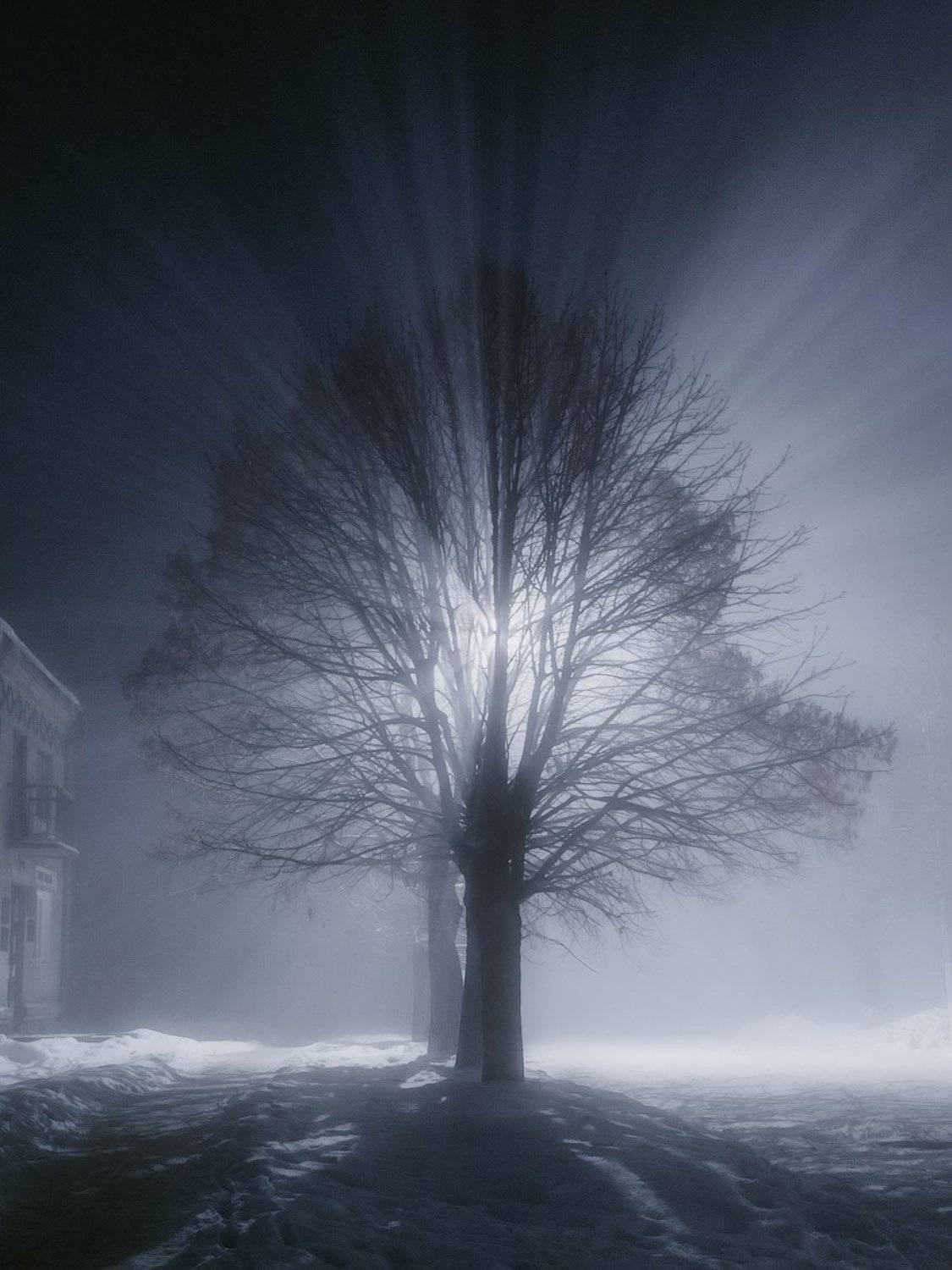 украина, коростышев, улицы, дерево, свет, лучи, тишина, молчание, осознание, осознанность, жизнь,, Александр Чорный