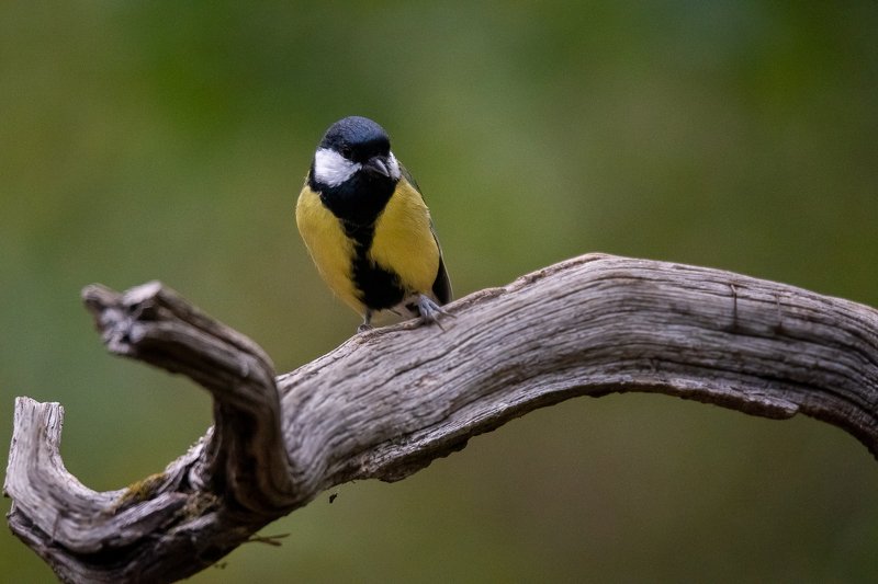 great tit; mesange charbonniere; parus major; drinkstation; bird; sparrow; avifaune; avifauna; bourgogne; france Great Tit at drinkstation фото превью