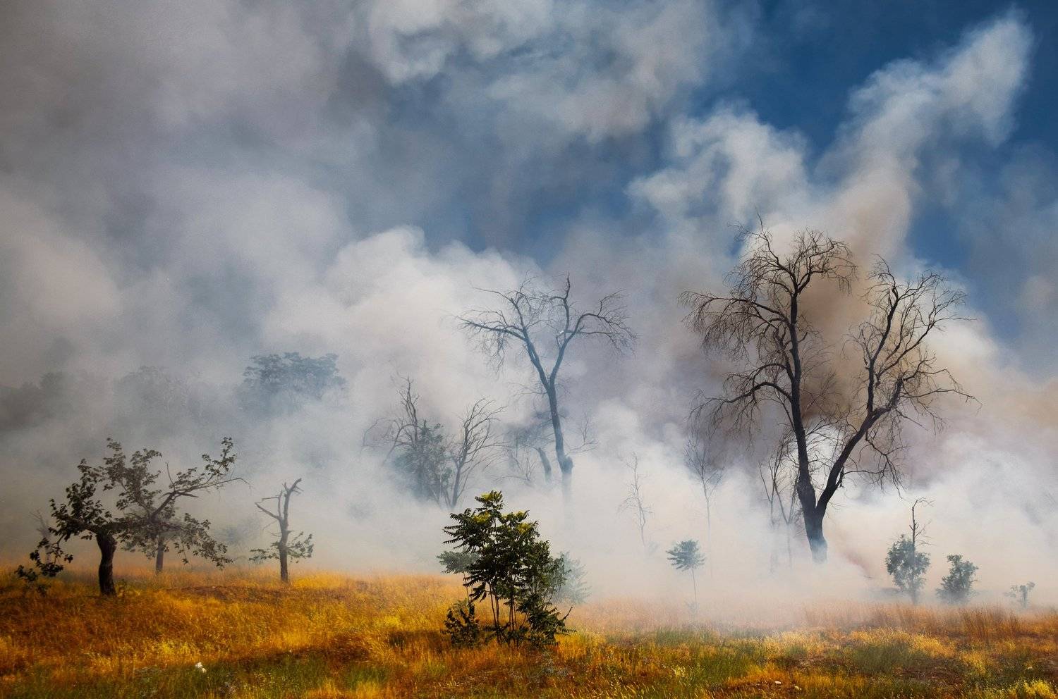 , Farshad Yazdankhah