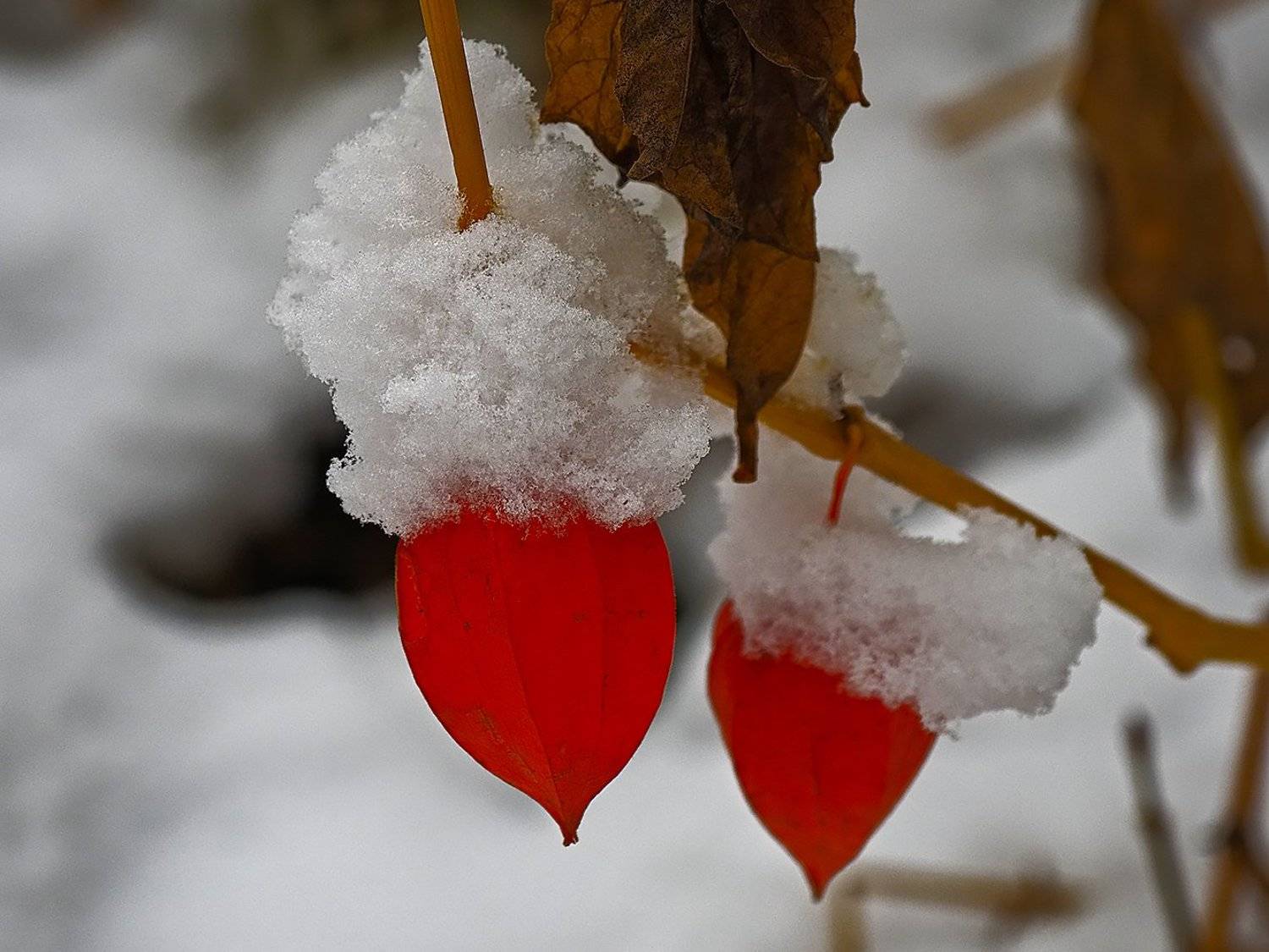 , Сергей Духанин