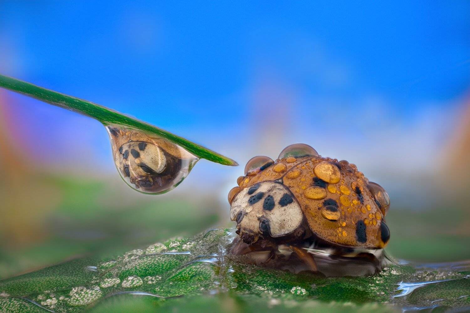 ceclii, macro, nikon d3400, lomo 3.7, Tsvetan Ganev