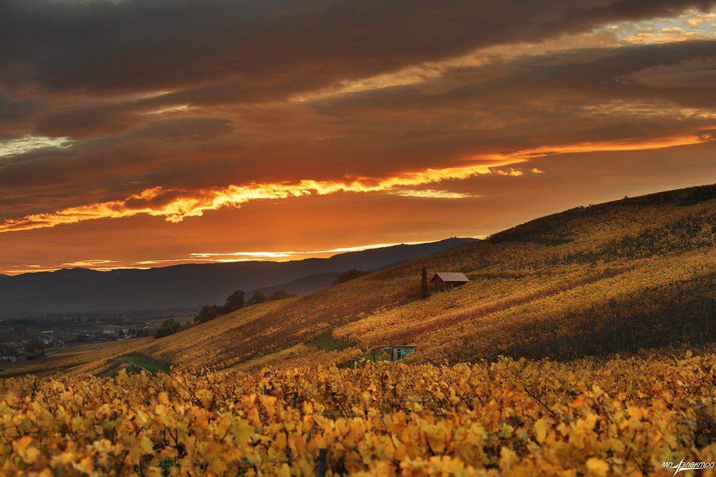 swiss, Матвеев Николай